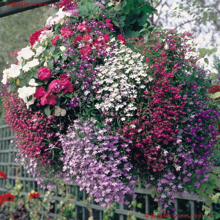 1583584731877854.jpg 8.jpg