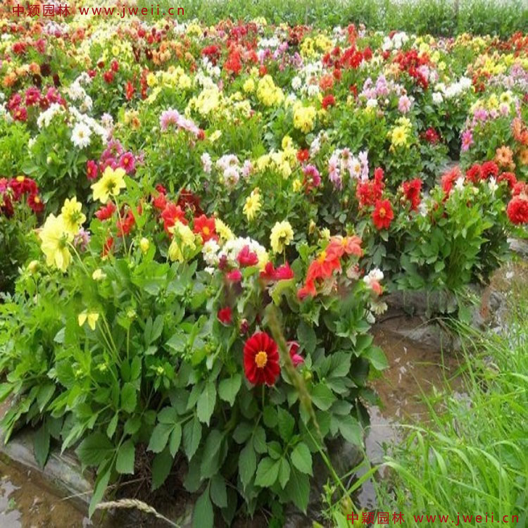 1583584745135378.jpg 1.jpg