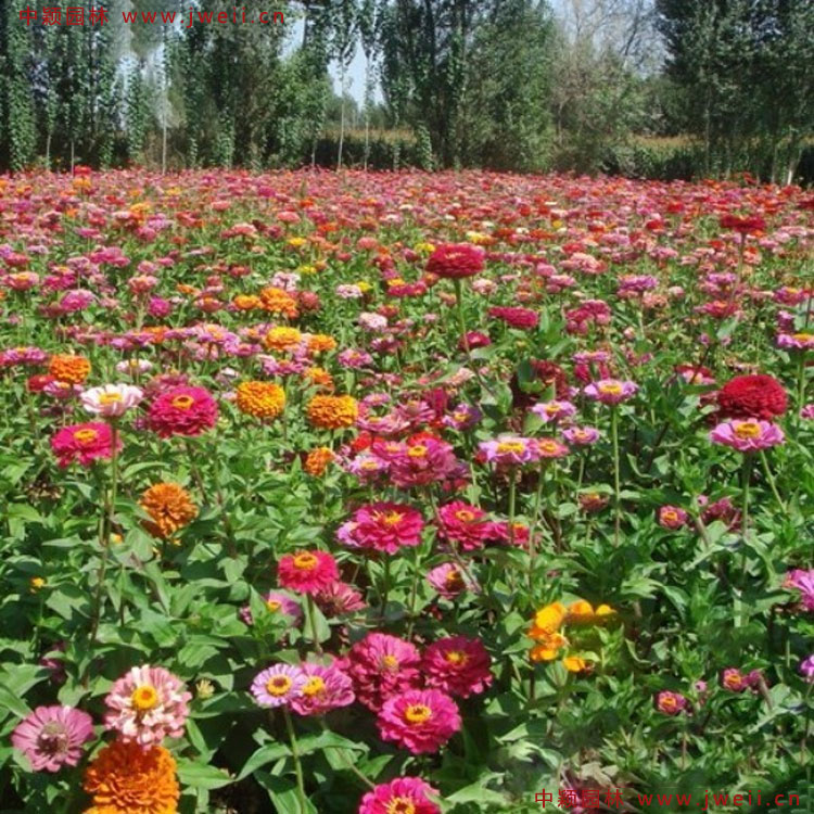 1583849273107088.jpg 3.jpg