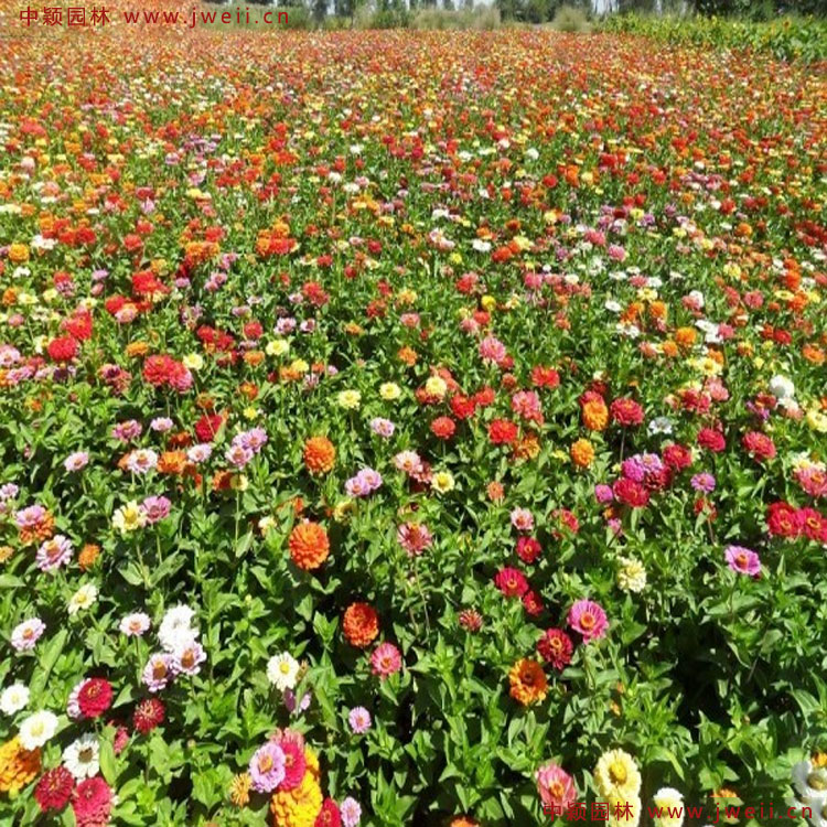 1583849282521281.jpg 1.jpg