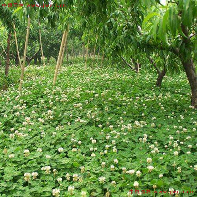 1583850000110605.jpg 3.jpg