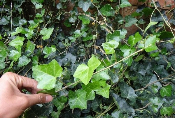 1583991066298779.jpg 常春藤.jpg