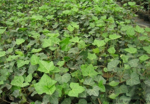 1583991073516904.jpg 常春藤-(2).jpg