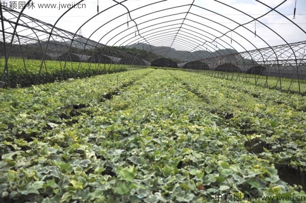 1583991162754813.jpg 常春藤-(5).jpg