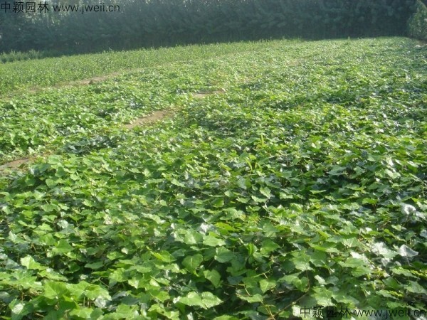 1583991167355978.jpg 常春藤-(6).jpg