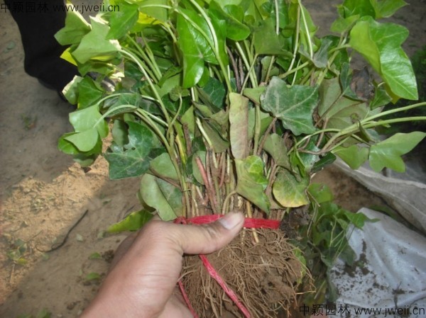 1583991172136862.jpg 常春藤-(7).jpg