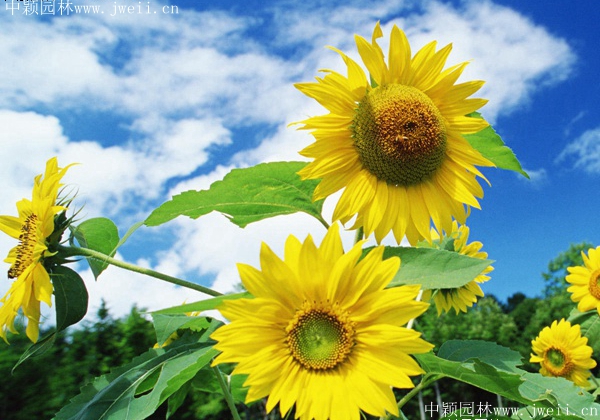 1585450568120119.jpg 多頭向日葵4.jpg