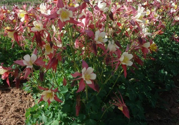 1585450583529217.jpg 耬斗菜.jpg