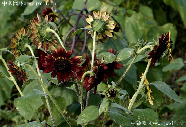 1585450617900257.jpg 多頭向日葵3.jpg