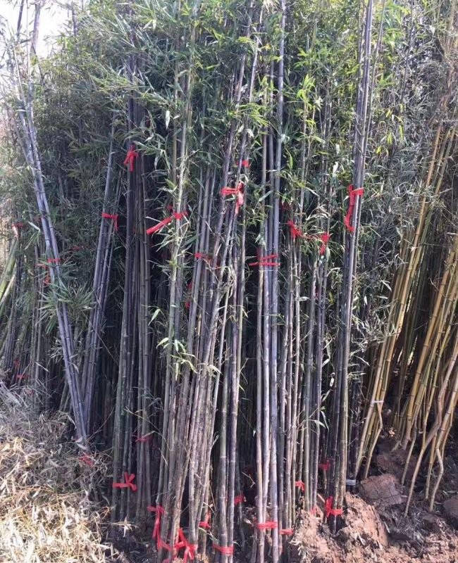 紫竹12.jpg