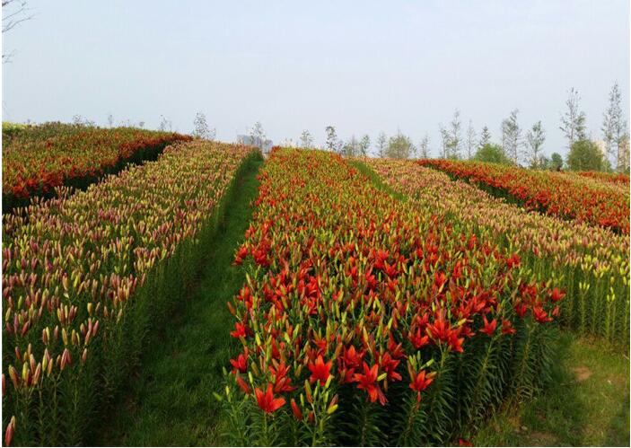 景觀花海工程 景觀花海工程