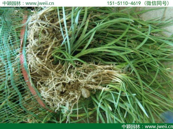 1595293258975862.jpg 草花卉種子