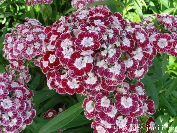 1596420302240776.jpg 常夏石竹.jpg
