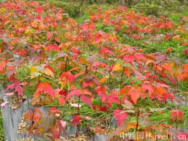 1596698792236213.jpg 紅楓1.jpg