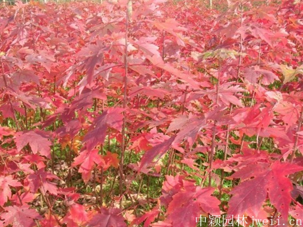 1596698806988683.jpg 紅楓2.jpg