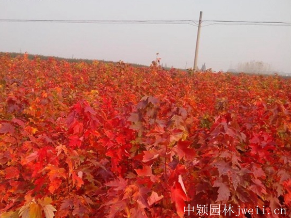 1596698813105096.jpg 紅楓3.jpg