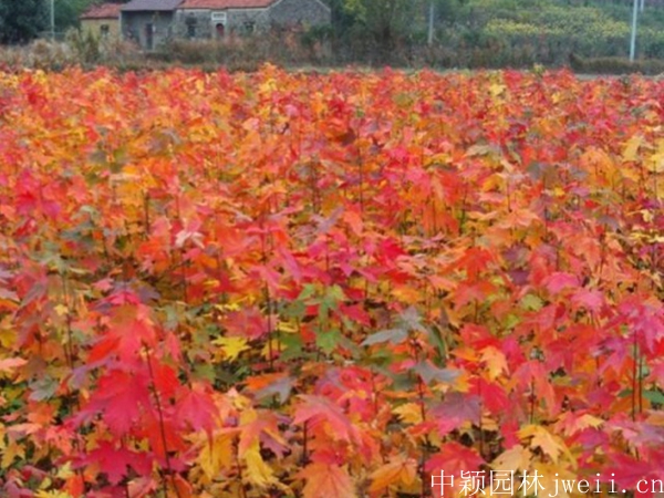 1596698821307853.jpg 紅楓4.jpg