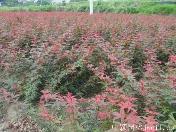 1596698829790697.jpg 紅楓5.jpg