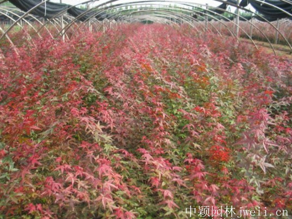 1596698835896854.jpg 紅楓6.jpg