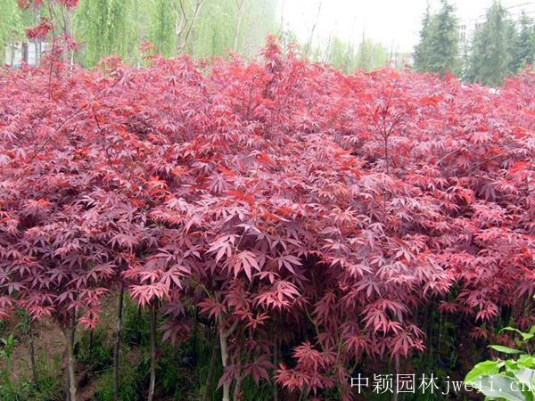 1596699040132098.jpg 中穎園林jweii.cn.jpg