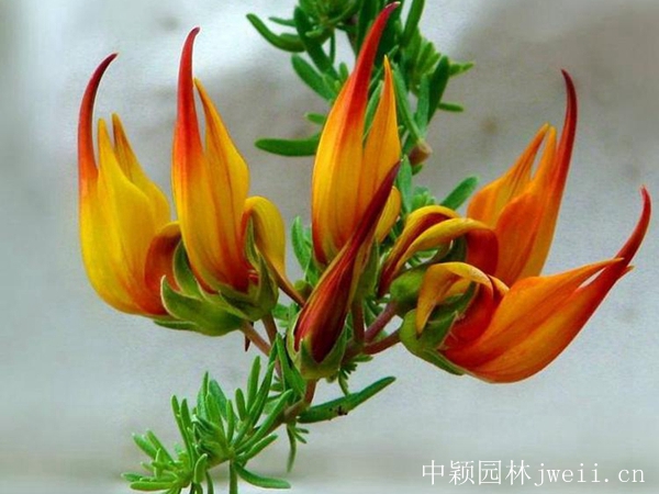 百脈根種子3_副本.jpg