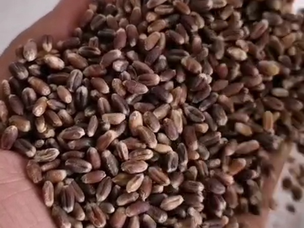 黑小麥5.jpg