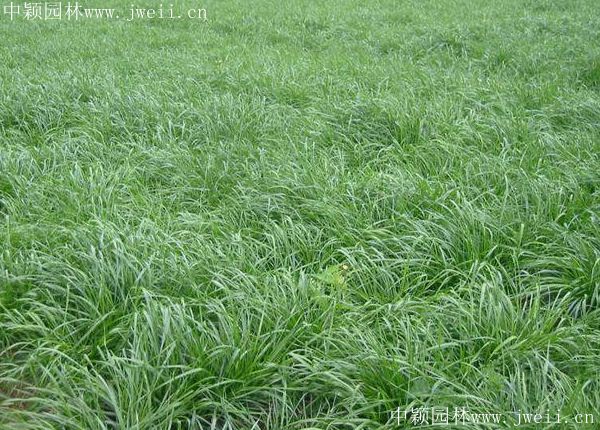 黑麥草2.jpg