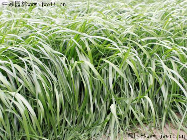 黑麥草17.jpg