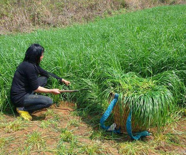 黑麥草15_副本.jpg