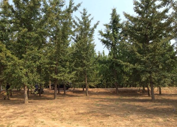 1599616491622590.jpg 草花卉種子