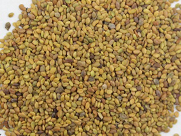 1599882261915749.jpg 草木犀13.jpg