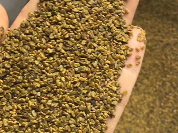 1599882276204677.jpg 草木犀.jpg