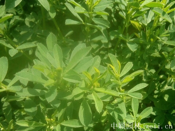 1599882298158340.jpg 草木犀4.jpg