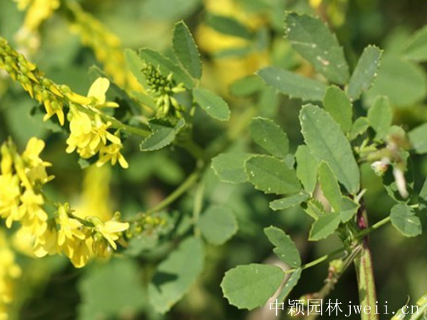 1599882310753959.jpg 草木犀3.jpg