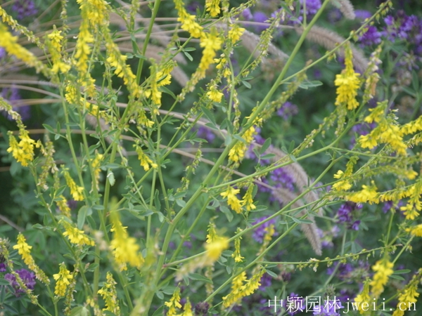 1599882323395977.jpg 草木犀2.jpg