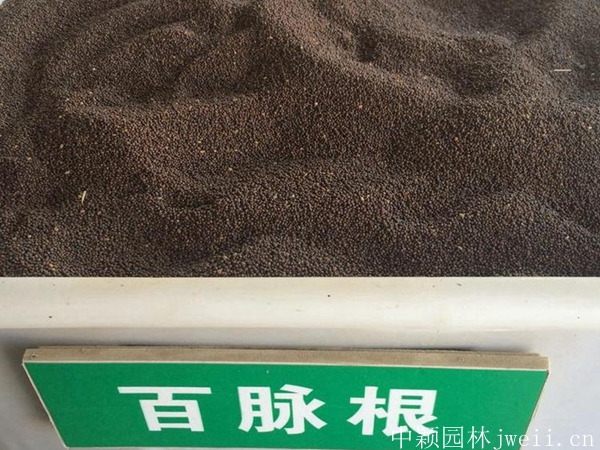 1599883232413257.jpg 百脈根種子2_副本.jpg