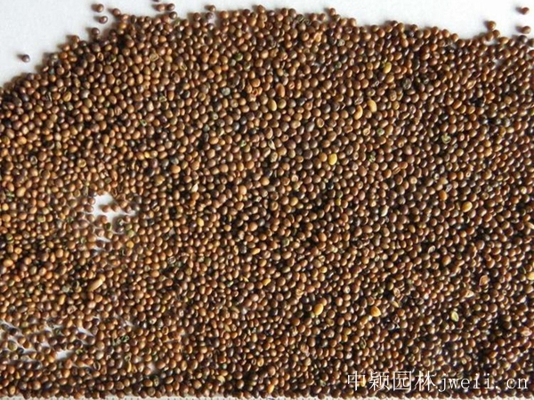 1599883257367624.jpg 百脈根種子1_副本.jpg