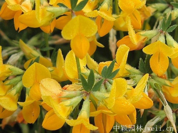 1599883280725072.jpg 百脈根種子7_副本.jpg