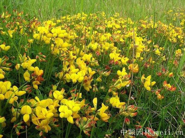 1599883296561896.jpg 百脈根種子5_副本.jpg