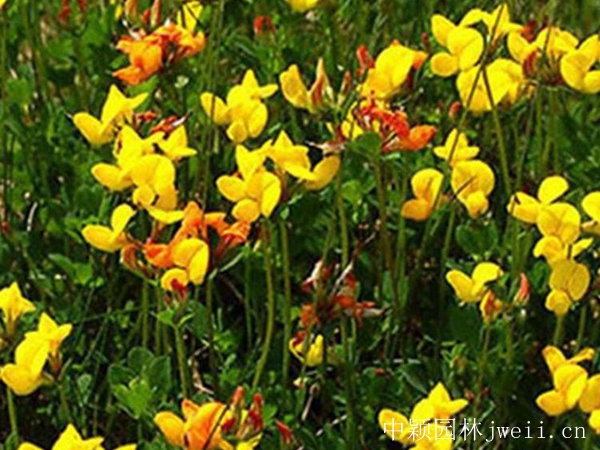 1599883310865784.jpg 百脈根種子6_副本.jpg