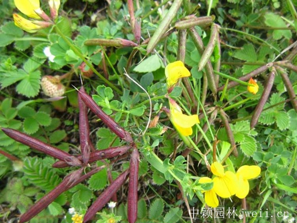 1599883321783025.jpg 百脈根種子9_副本.jpg