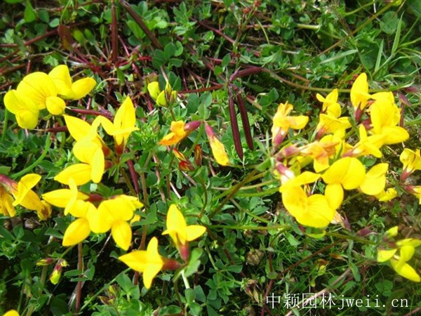 1599883325352407.jpg 百脈根種子10_副本.jpg