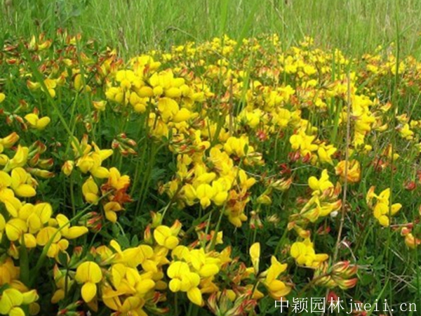 1599883335694746.jpg 百脈根種子12_副本.jpg