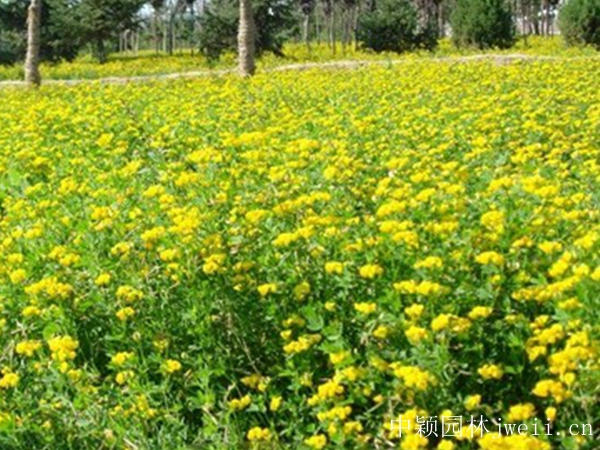 1599883339102686.jpg 百脈根種子13_副本.jpg