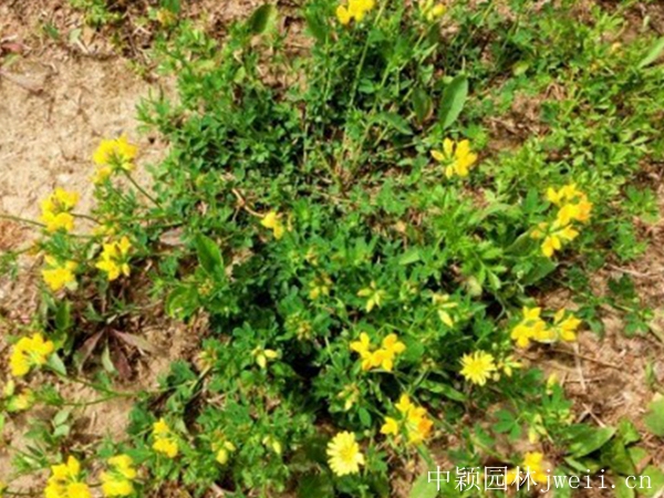 1599883345483370.jpg 百脈根種子15_副本.jpg