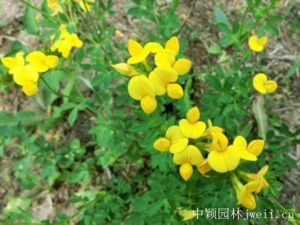 1599883353386140.jpg 百脈根種子17_副本.jpg