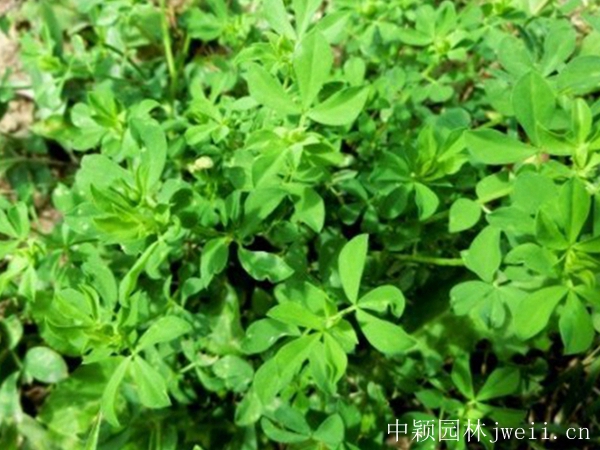 1599883356686224.jpg 百脈根種子14_副本.jpg