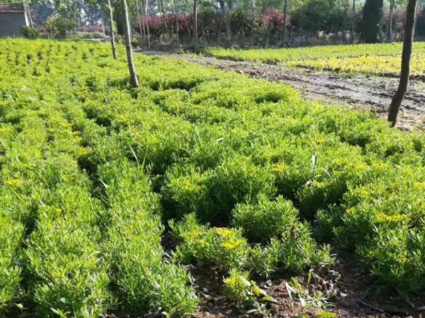 1612429509813276.jpg 佛甲草_副本.jpg