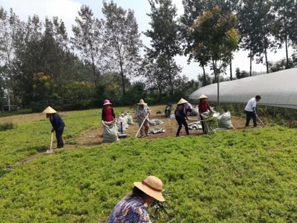 1612429518310950.jpg 佛甲草10_副本.jpg