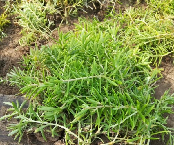 1612429569179909.jpg 佛甲草2_副本.jpg